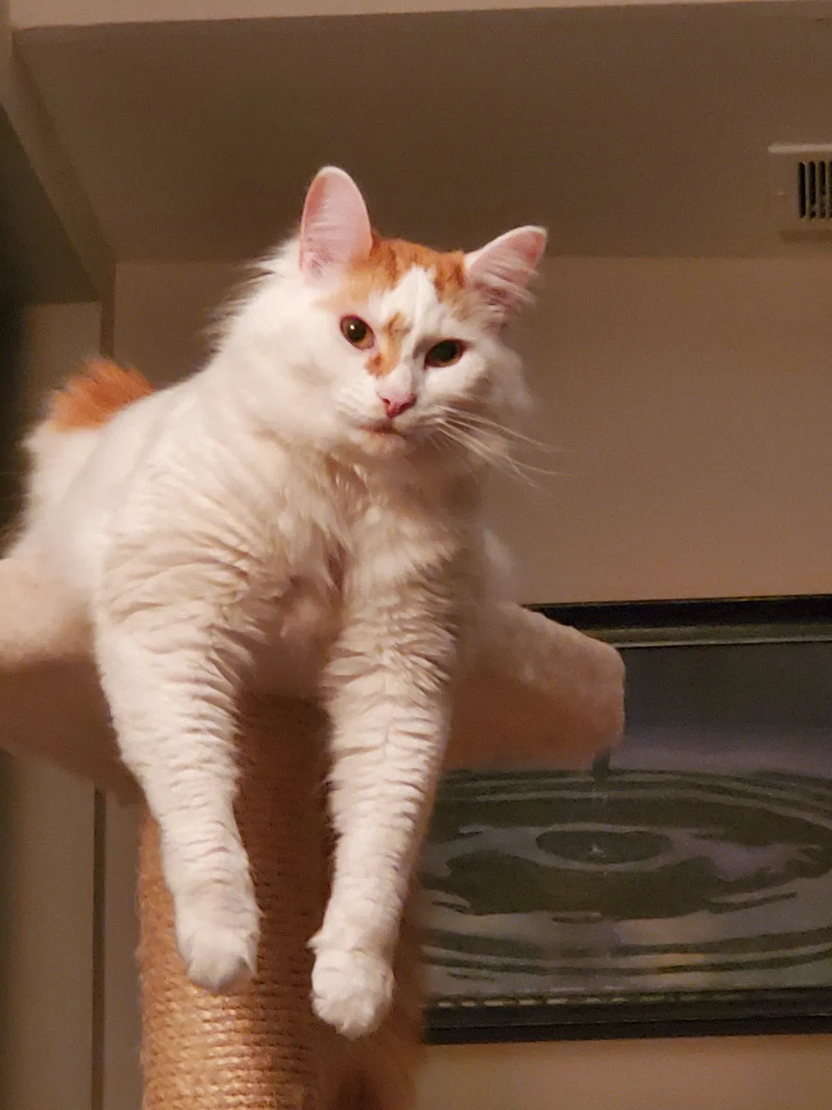 Lost cat in District Heights, MD, 20747