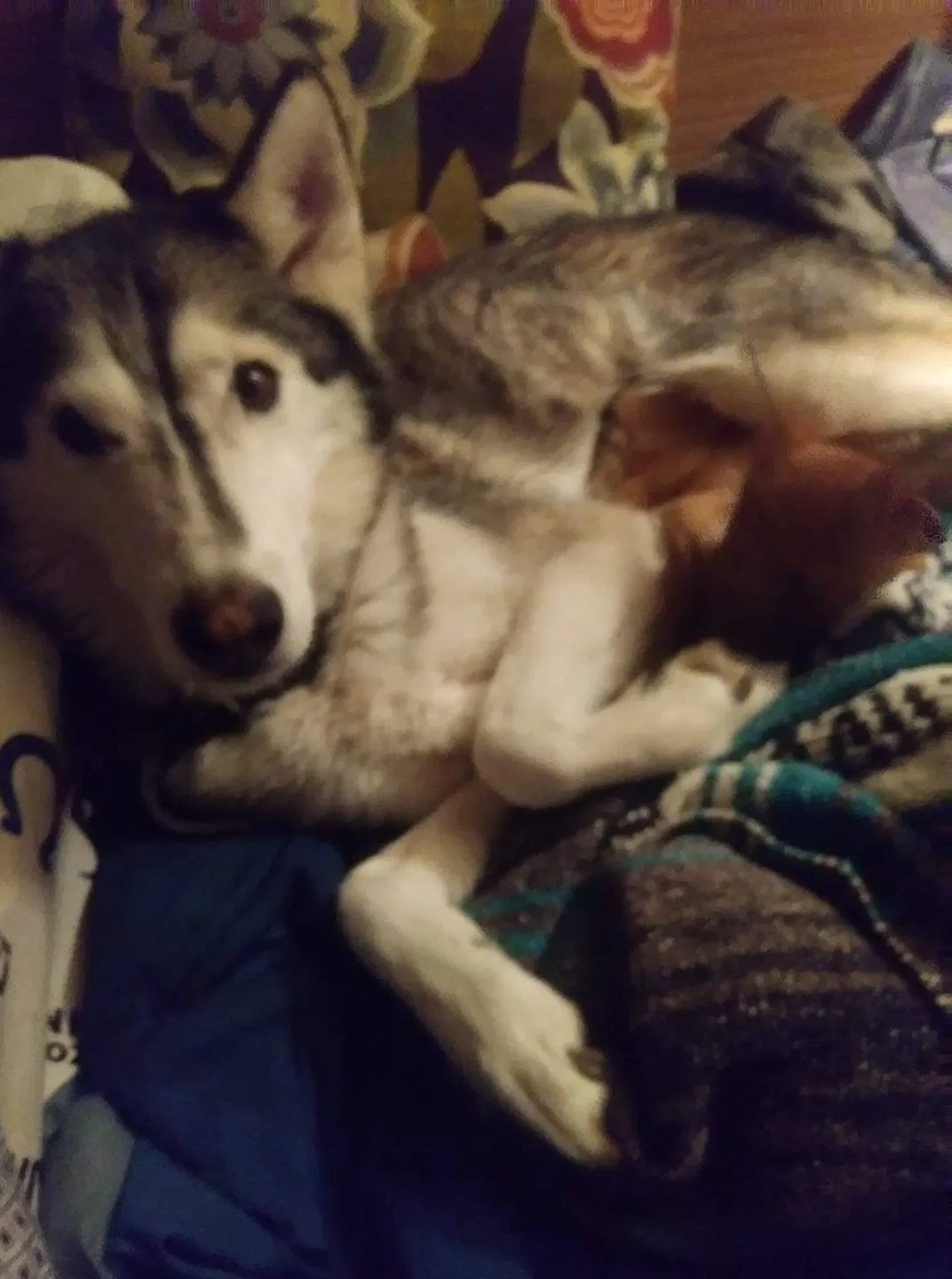Lost dog in Mesa, AZ, 85203
