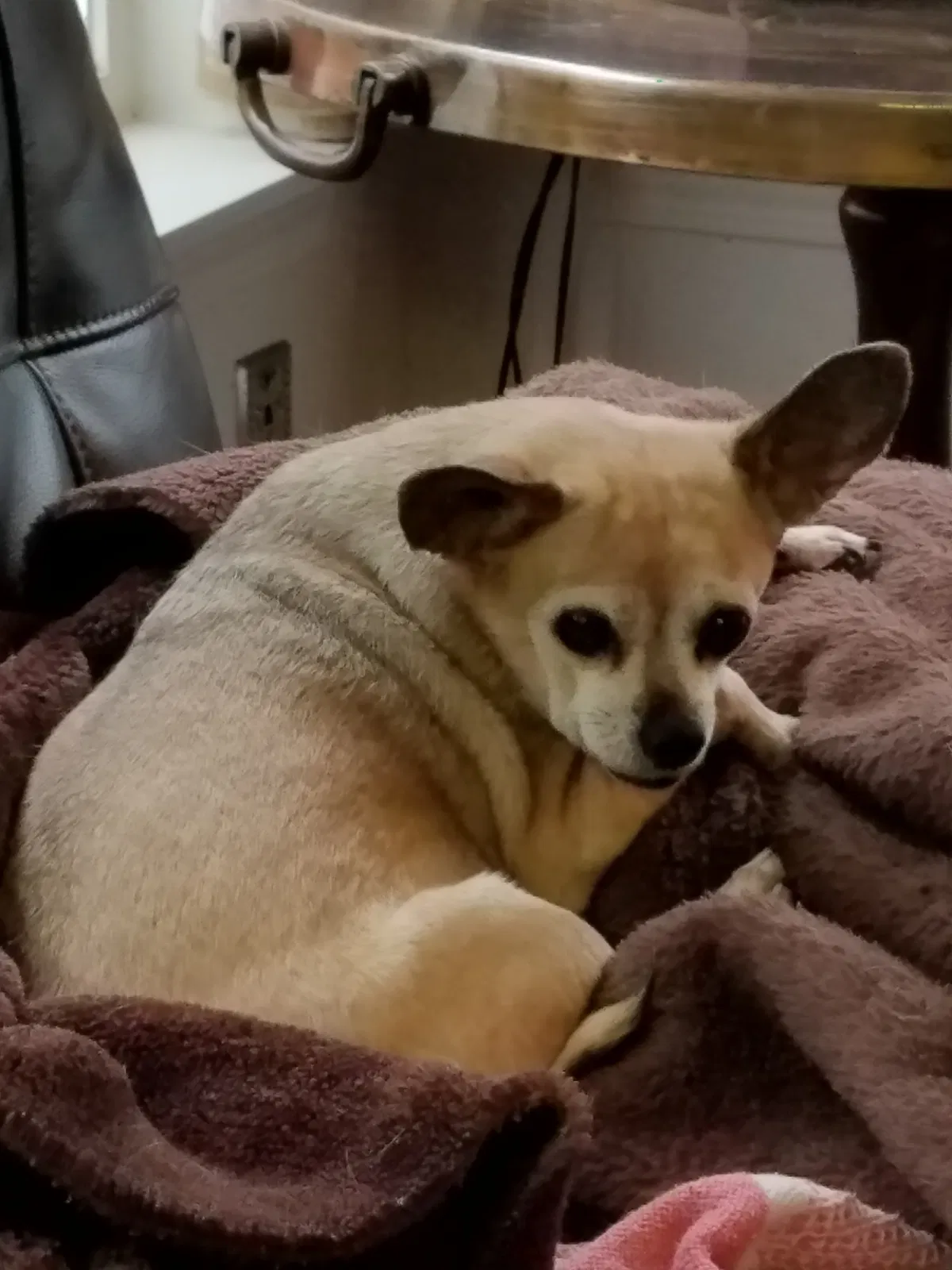 Lost dog in Chino, CA, 91710