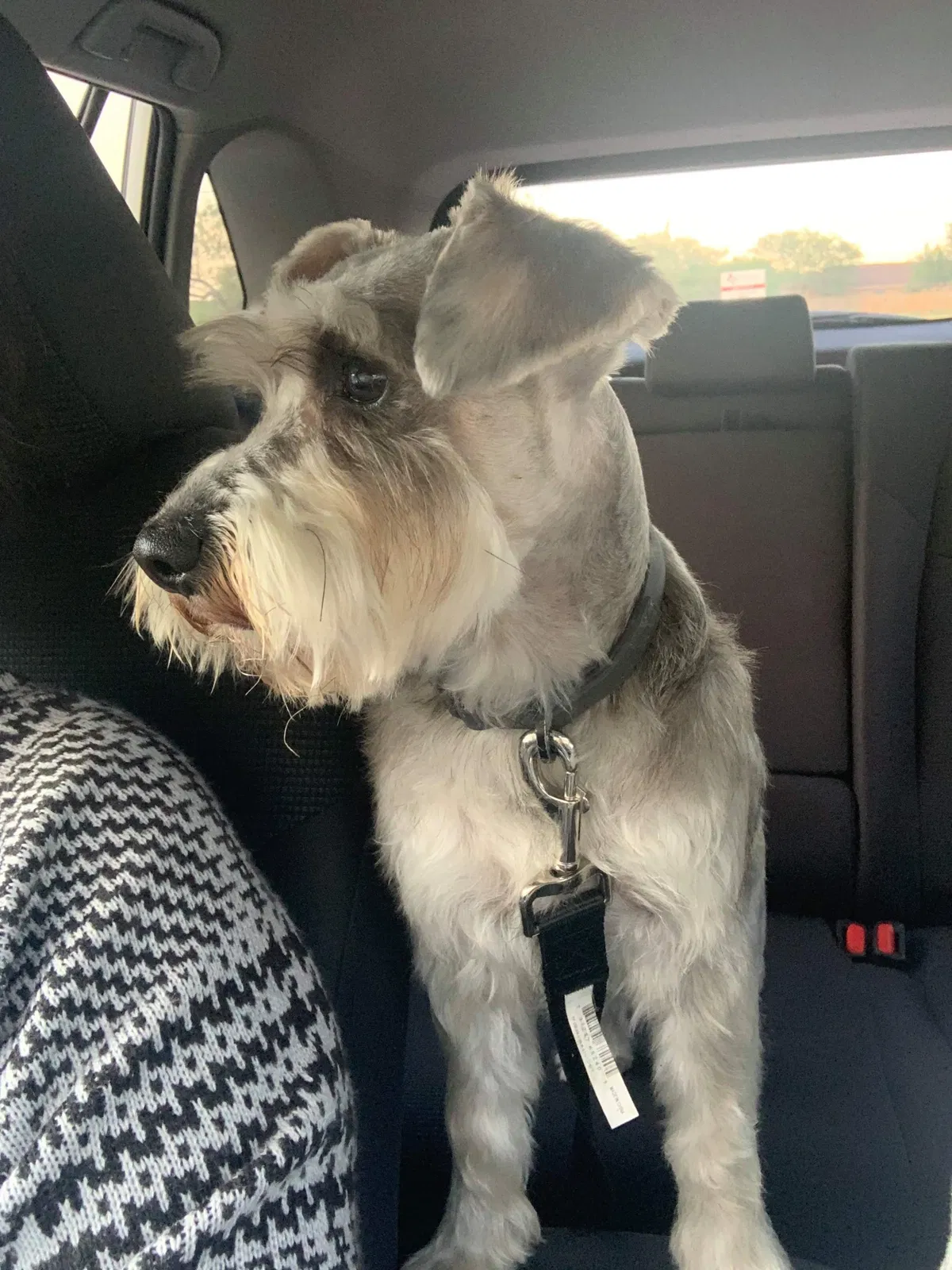 Lost dog in Brownsville, TX, 78521