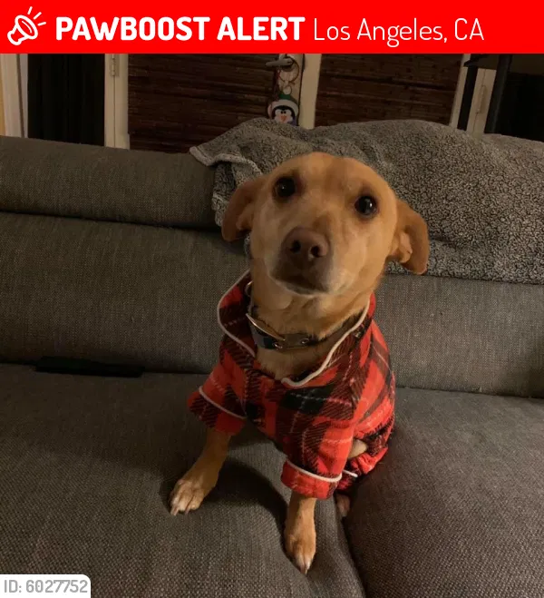 Lost dog in Los Angeles, CA, 90032