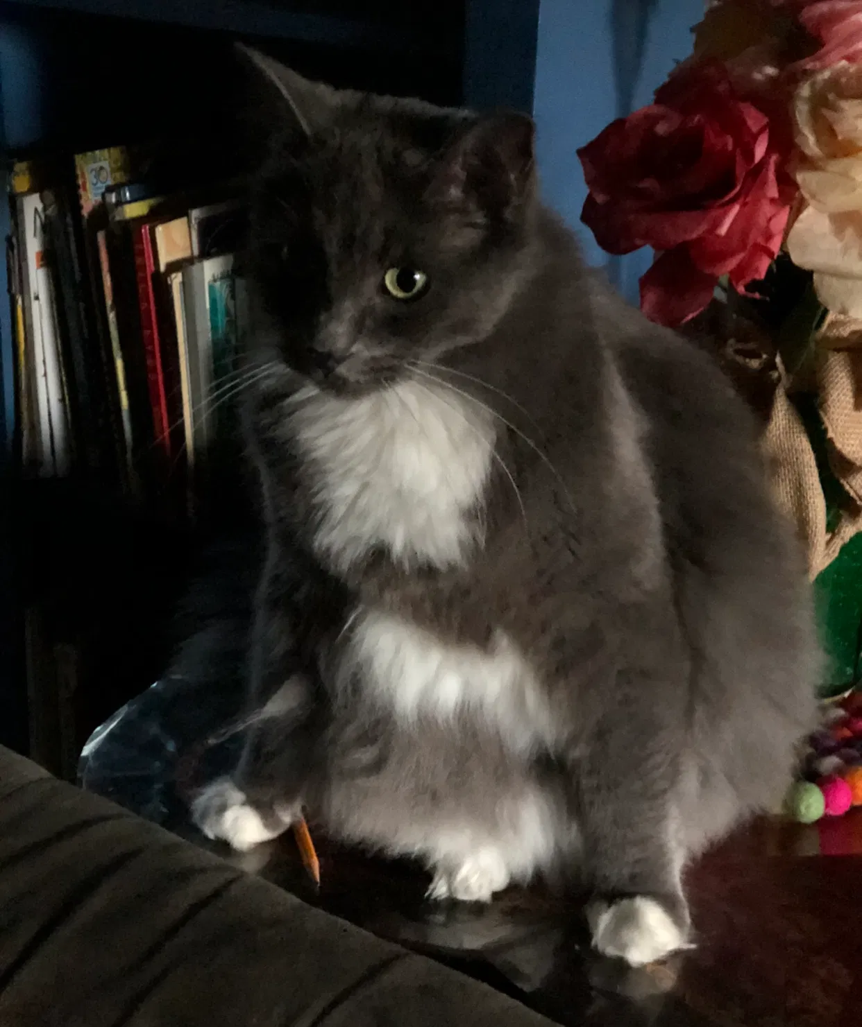 Lost cat in Sacramento, CA, 95833