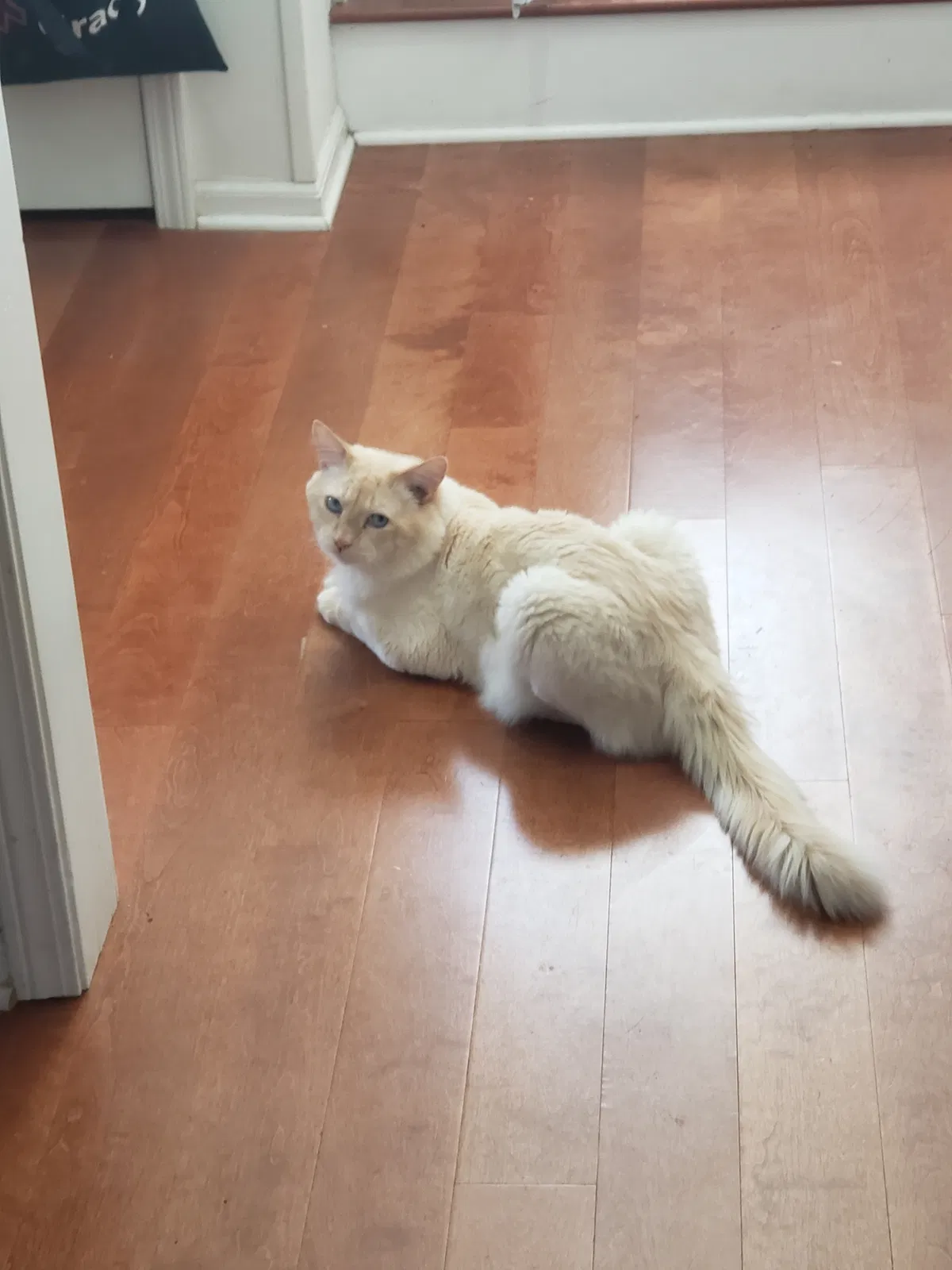 Lost cat in Stone Mountain, GA, 30083