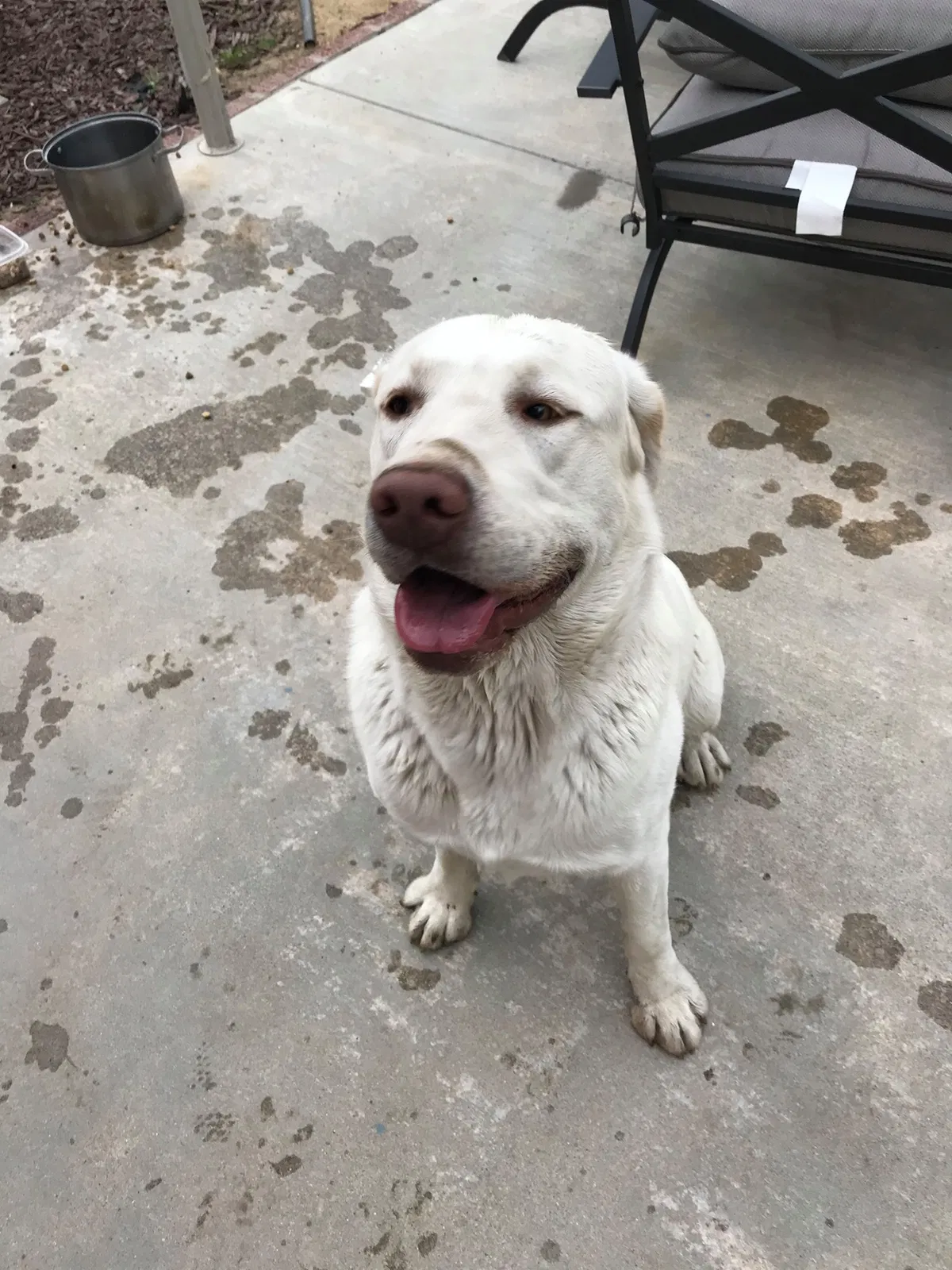 Found dog in Van Nuys, CA, 91406