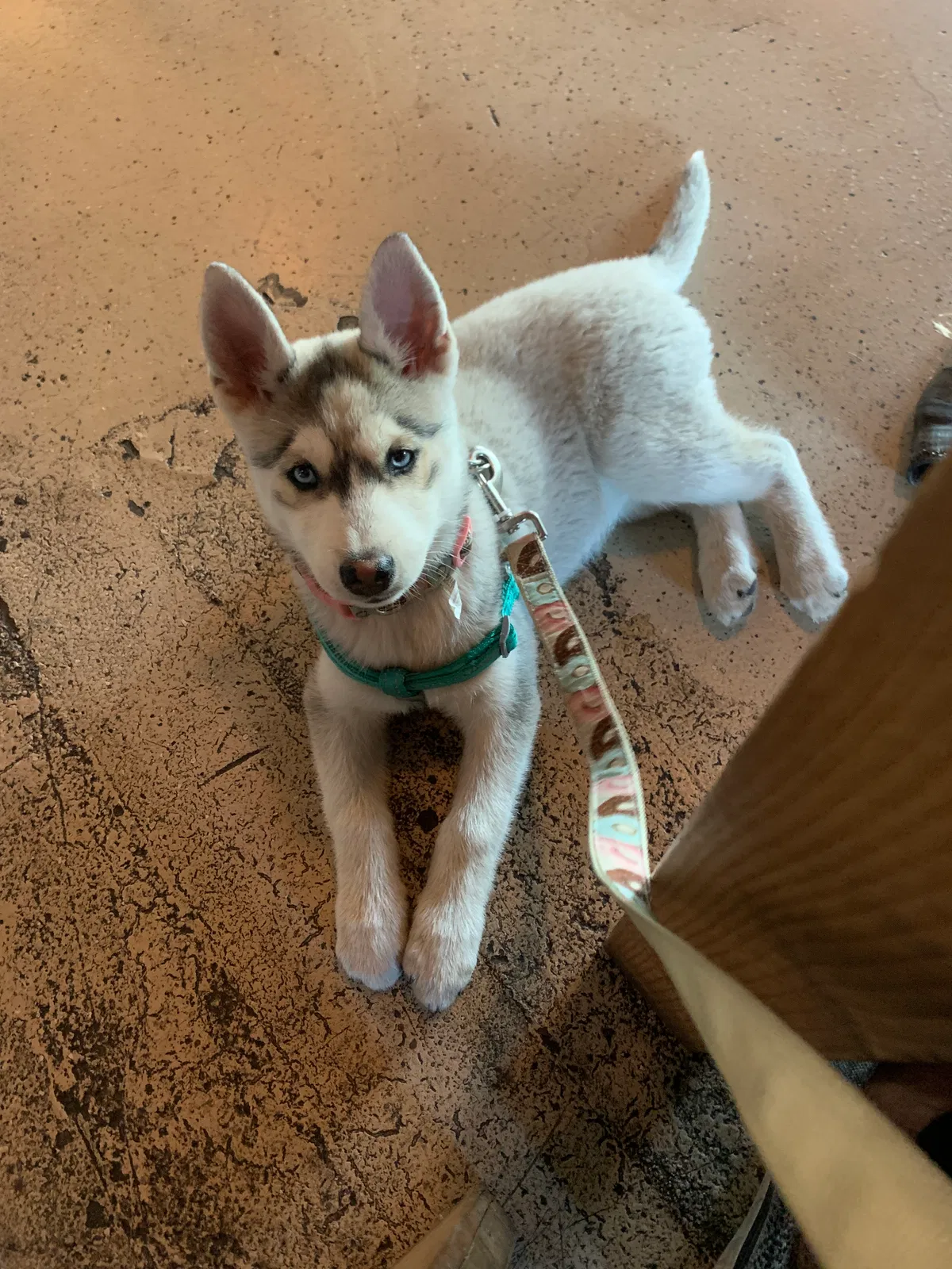 Lost dog in Bell Gardens, CA, 90201