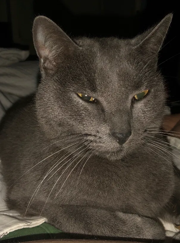 Lost cat in Bow, WA, 98232