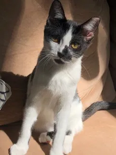 Lost cat in Waterford, WI, 53185