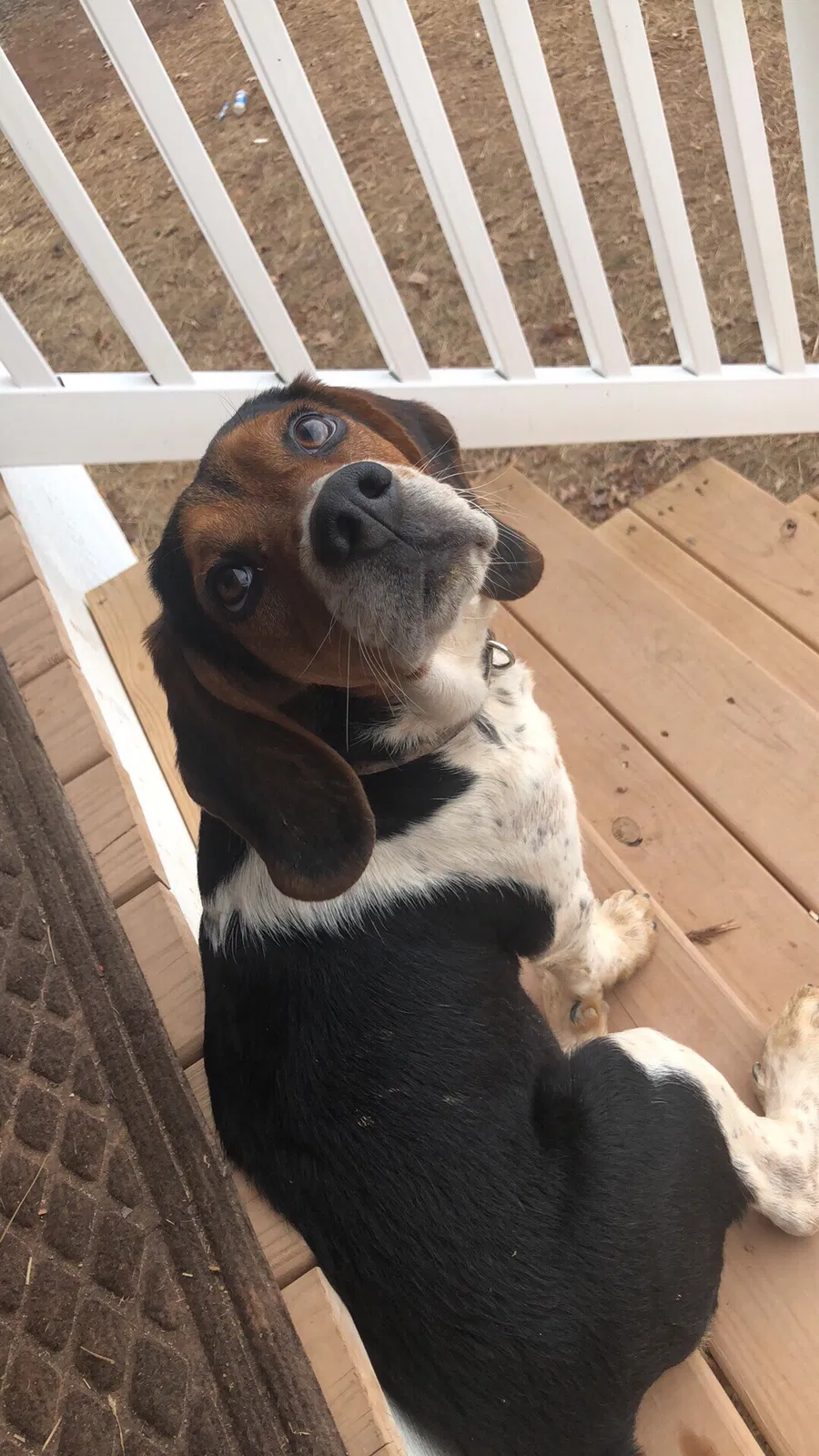 Lost dog in Princeton, WV, 24740