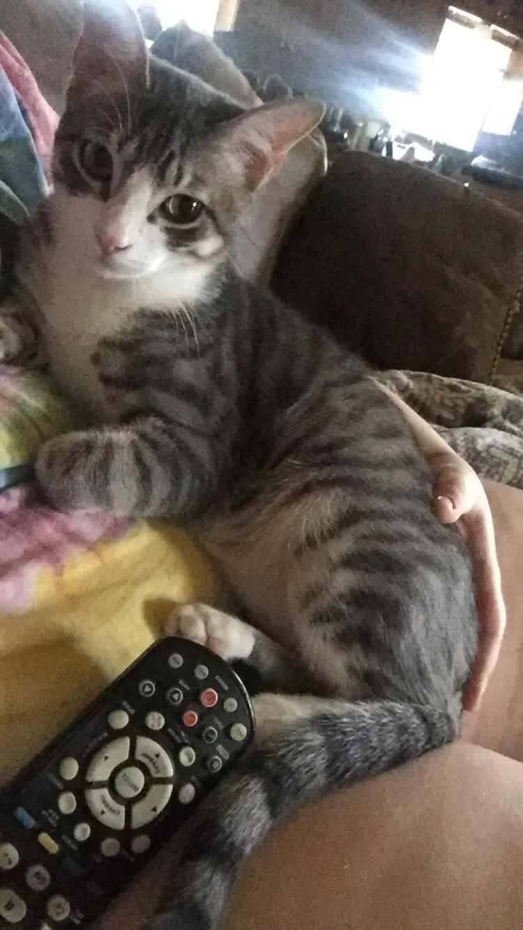 Lost cat in Katy, TX, 77493
