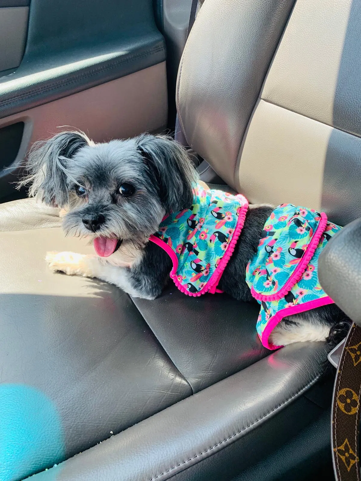 Lost dog in Orlando, FL, 32824
