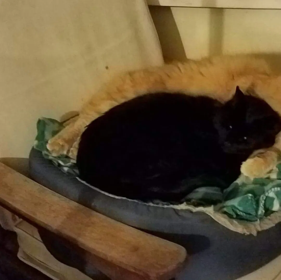 Lost cat in Crawfordville, FL, 32327