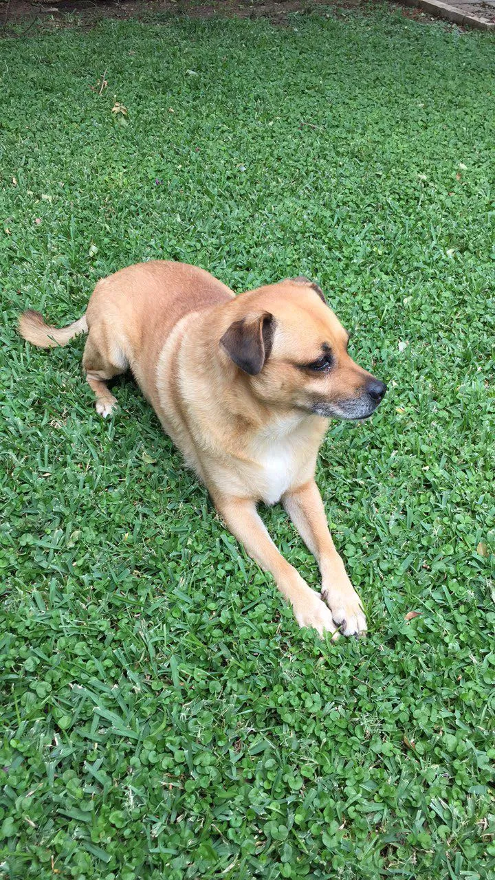Lost dog in Arlington, TX, 76013
