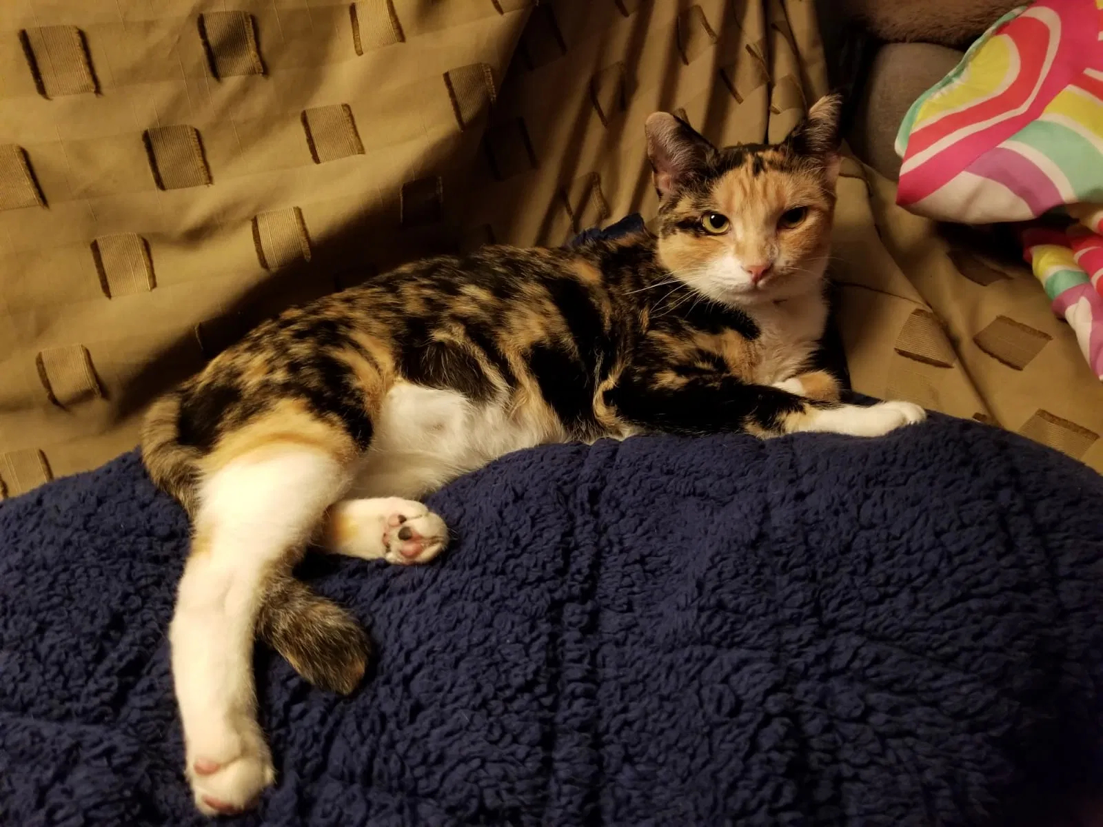 Lost cat in Downey, CA, 90240