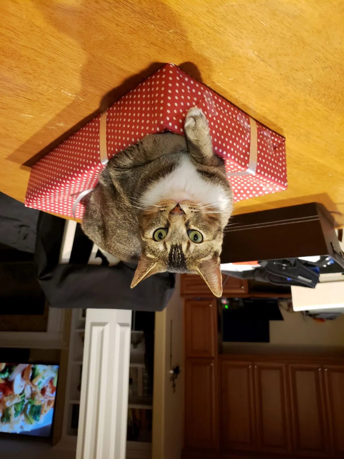 Lost cat in Davis, CA, 95618