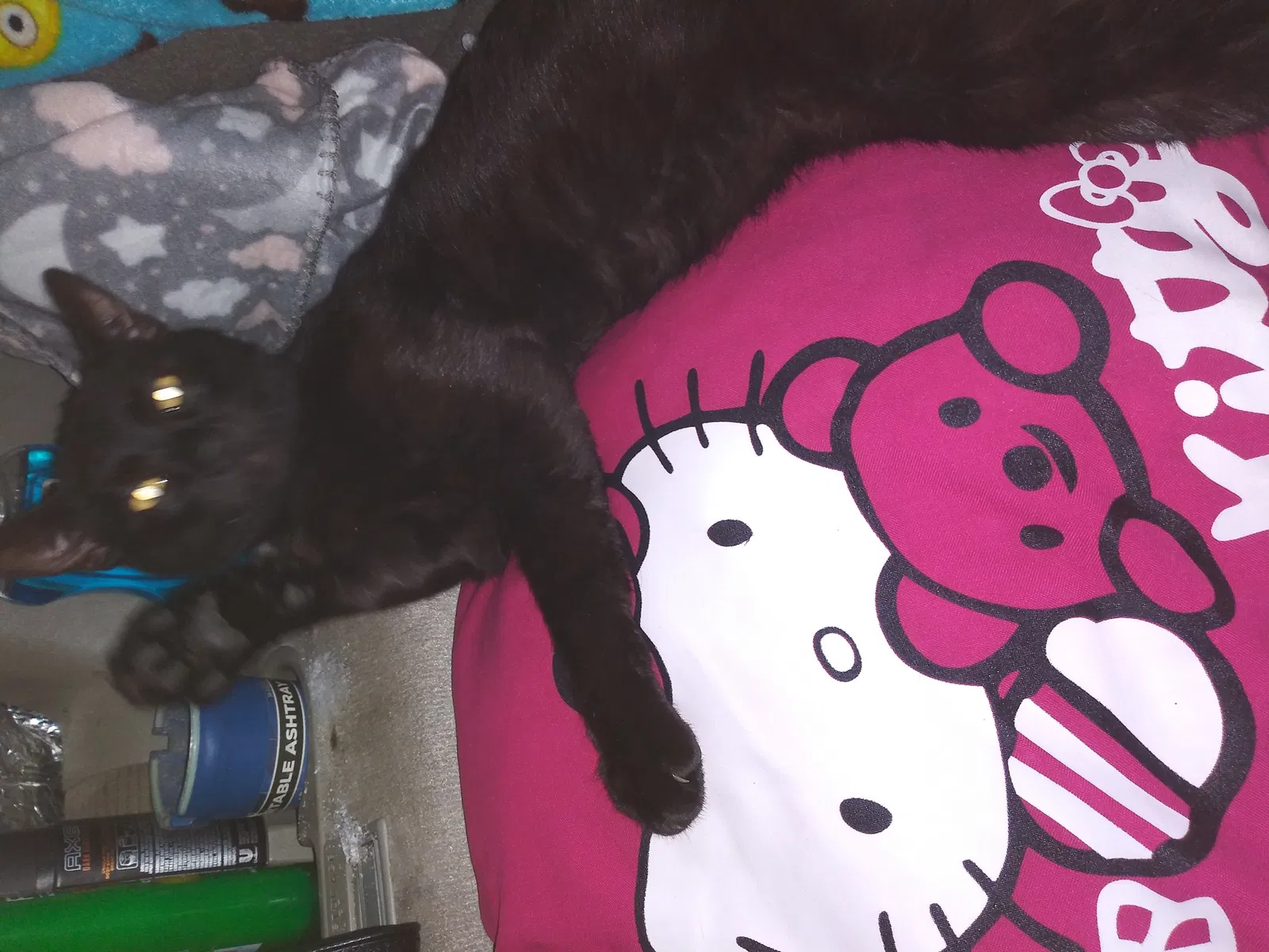 Lost cat in Vallejo, CA, 94591