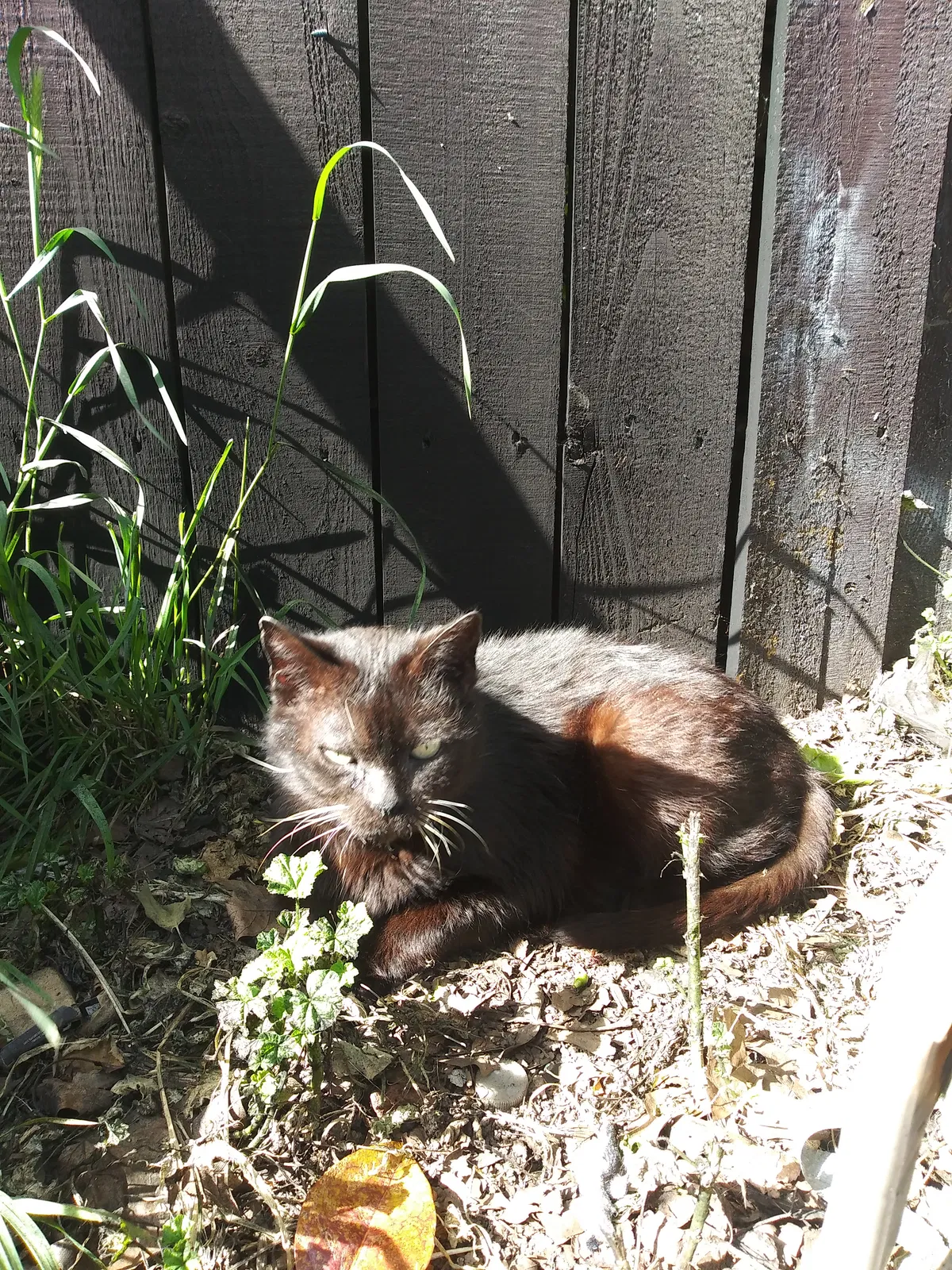 Lost cat in Vallejo, CA, 94591