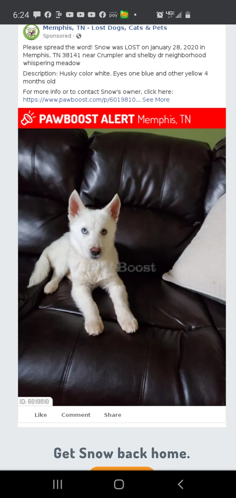Lost dog in Memphis, TN, 38141