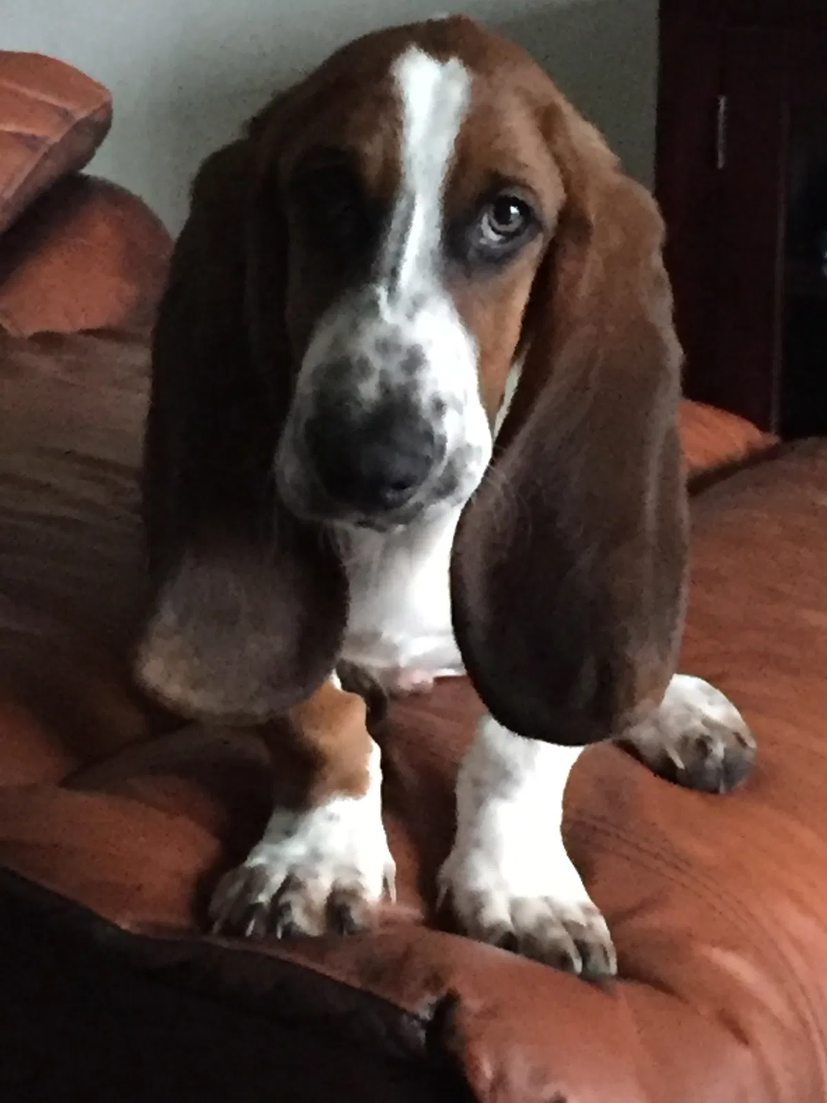 Lost dog in Orlando, FL, 32837