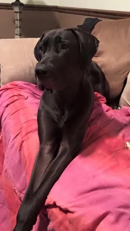 Lost dog in Saint Louis, MO, 63144