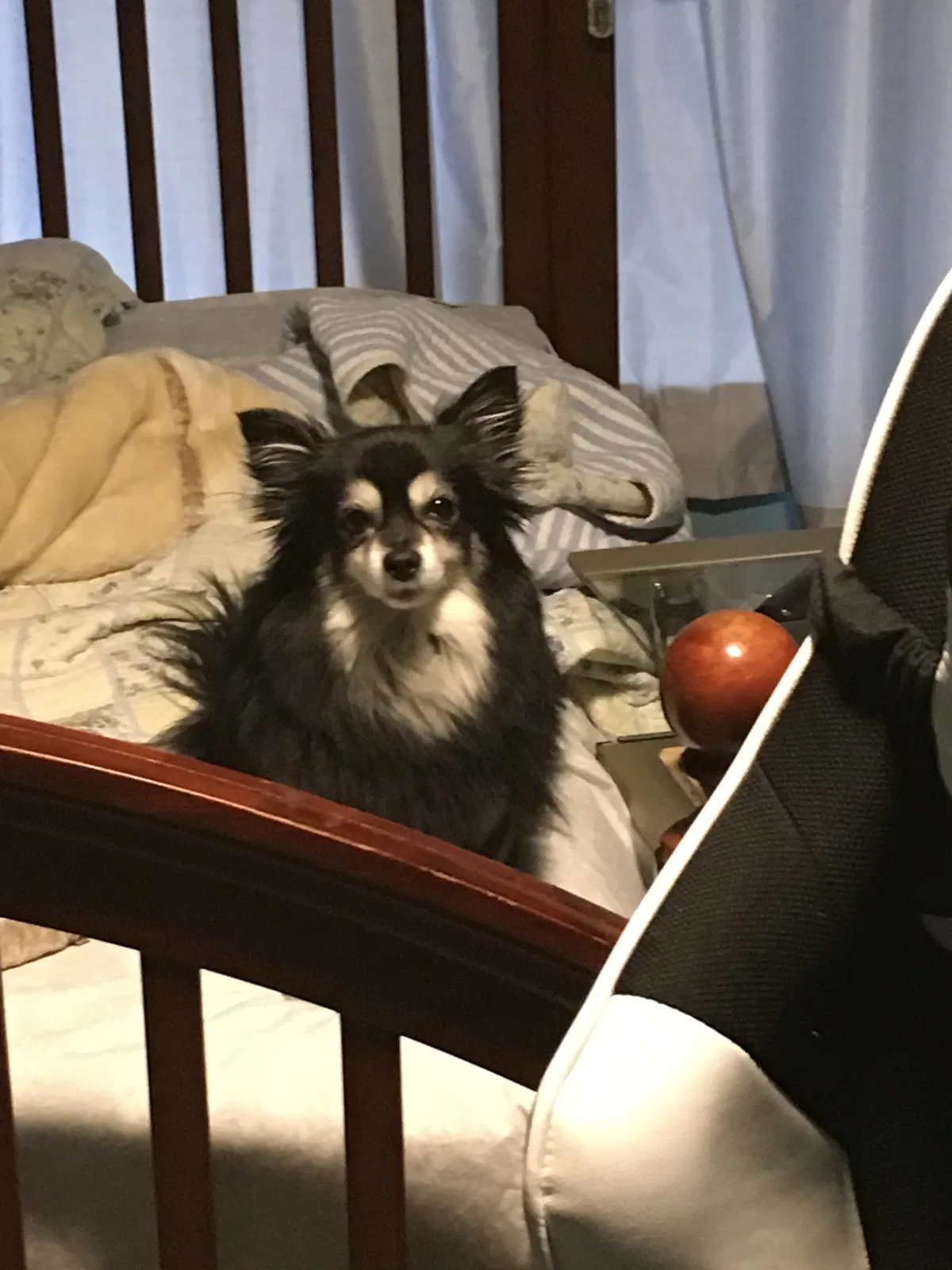 Lost dog in Maywood, IL, 60153