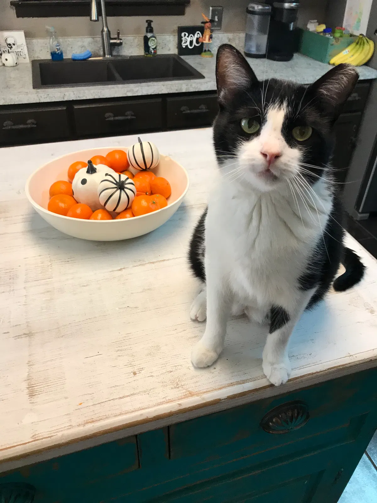 Lost cat in Arlington, TX, 76013