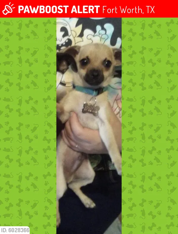 Lost dog in Fort Worth, TX, 76106