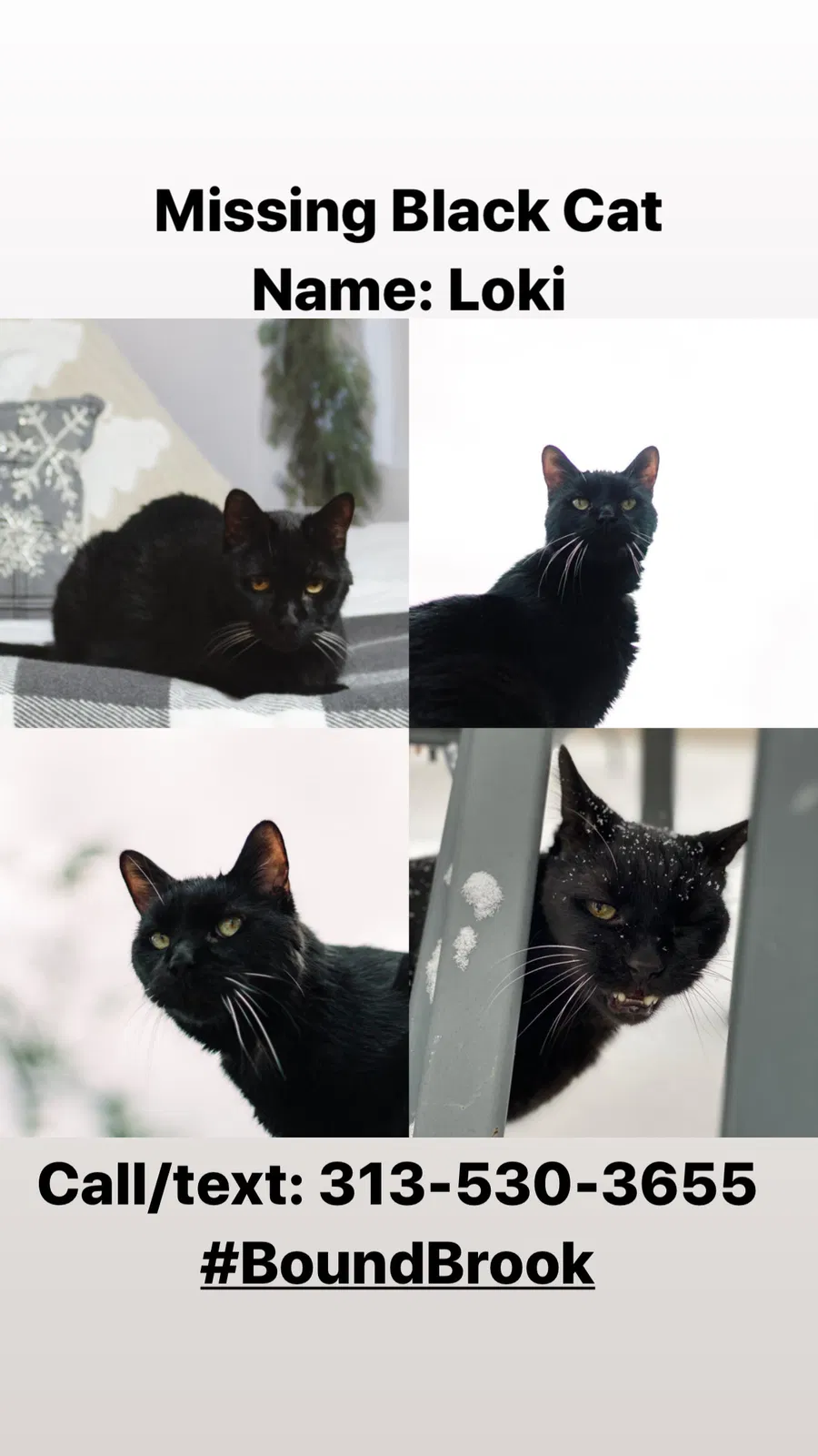 Lost cat in Bound Brook, NJ, 8805