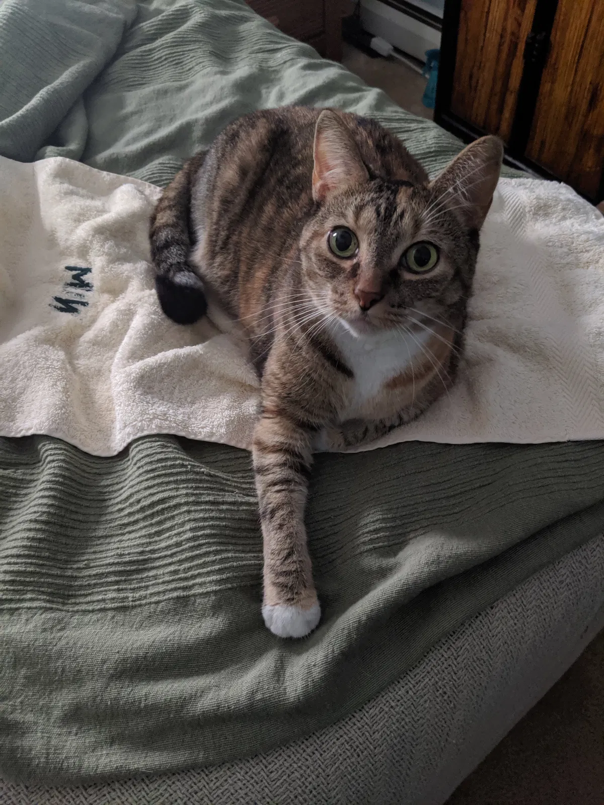 Lost cat in Bensalem, PA, 19020