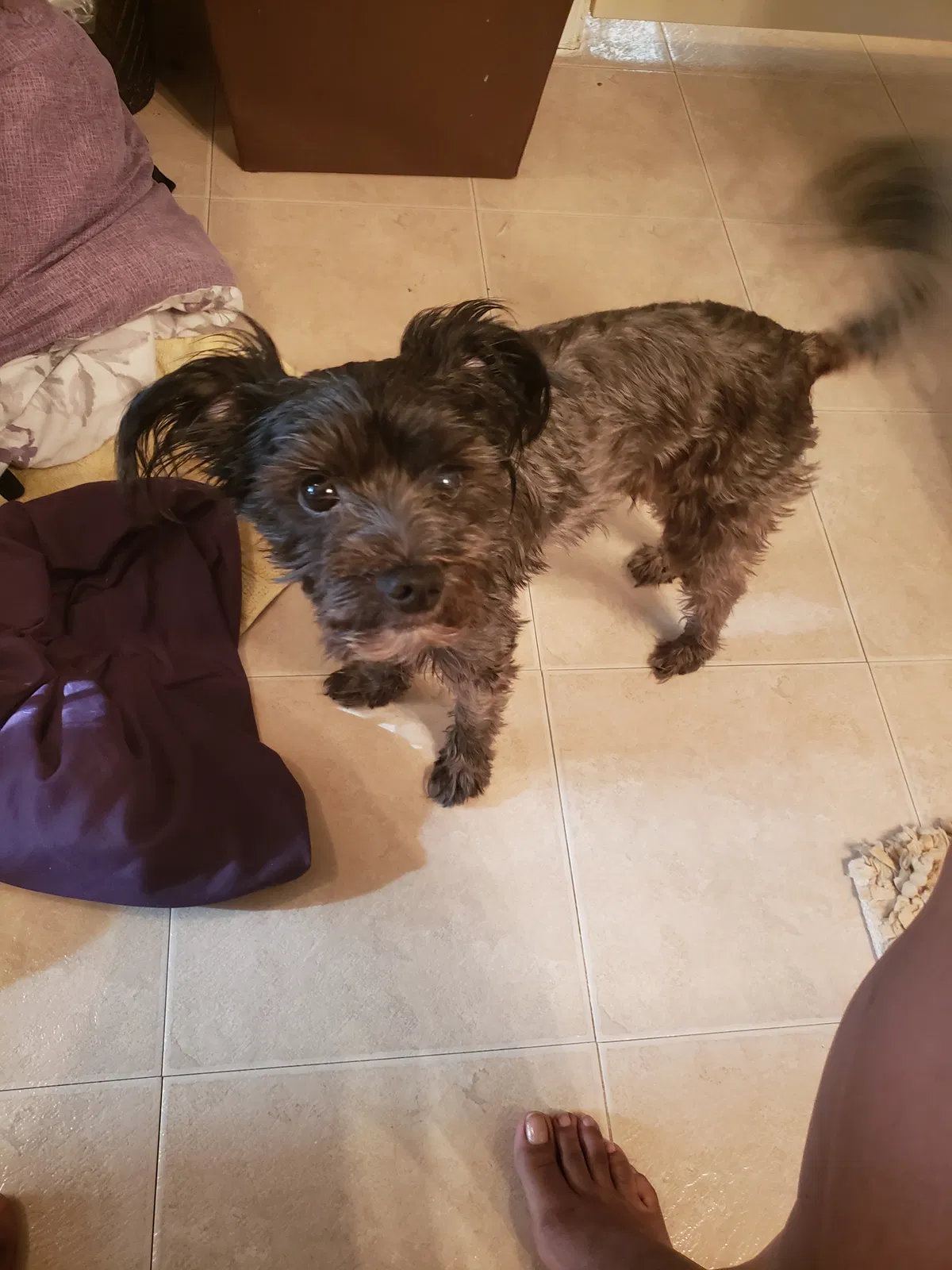 Lost dog in Fort Worth, TX, 76119