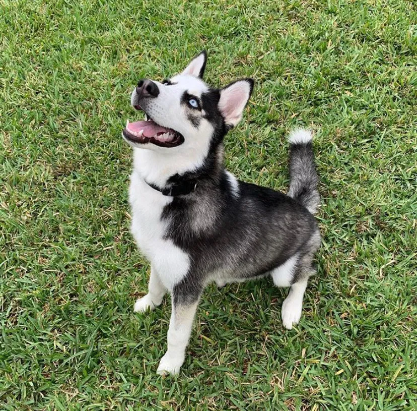 Lost dog in Miami, FL, 33177