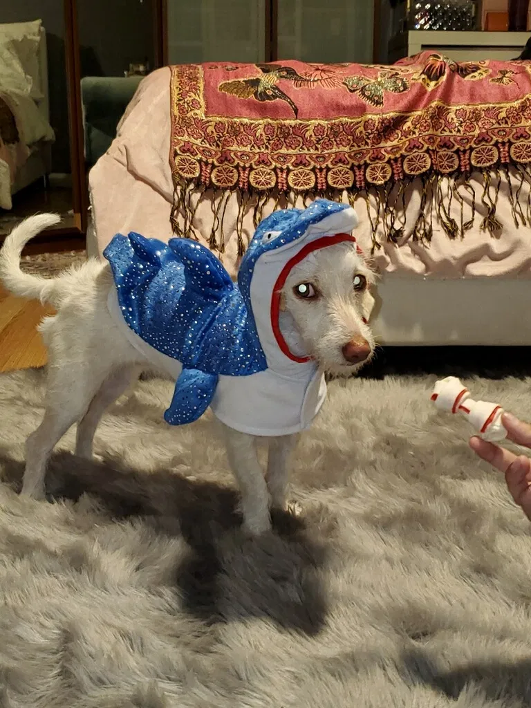 Lost dog in Paramount, CA, 90723
