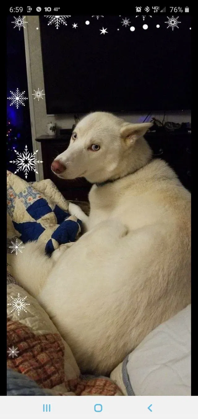 Lost dog in Swansea, SC, 29160