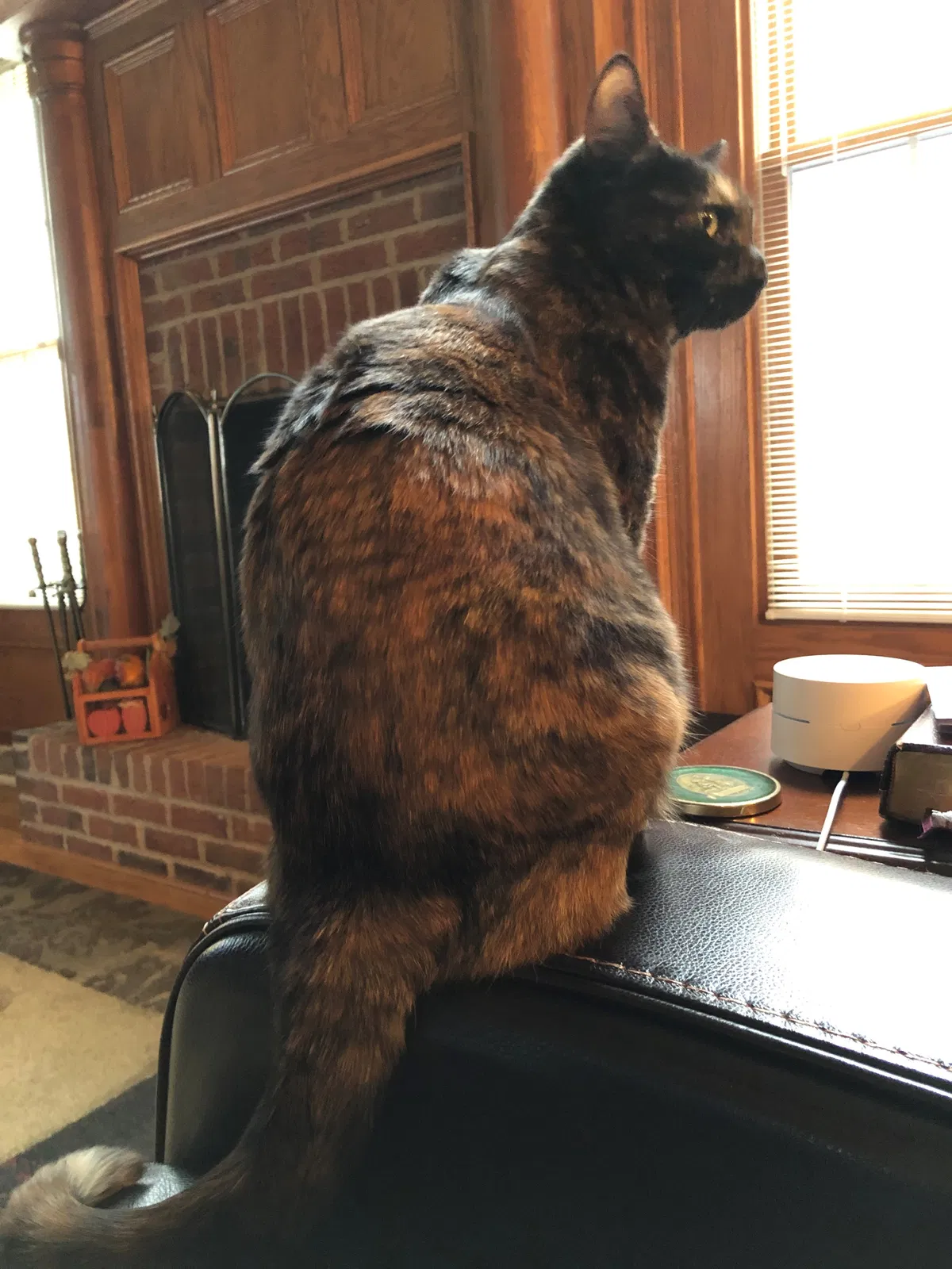 Lost cat in Pittsburgh, PA, 15211