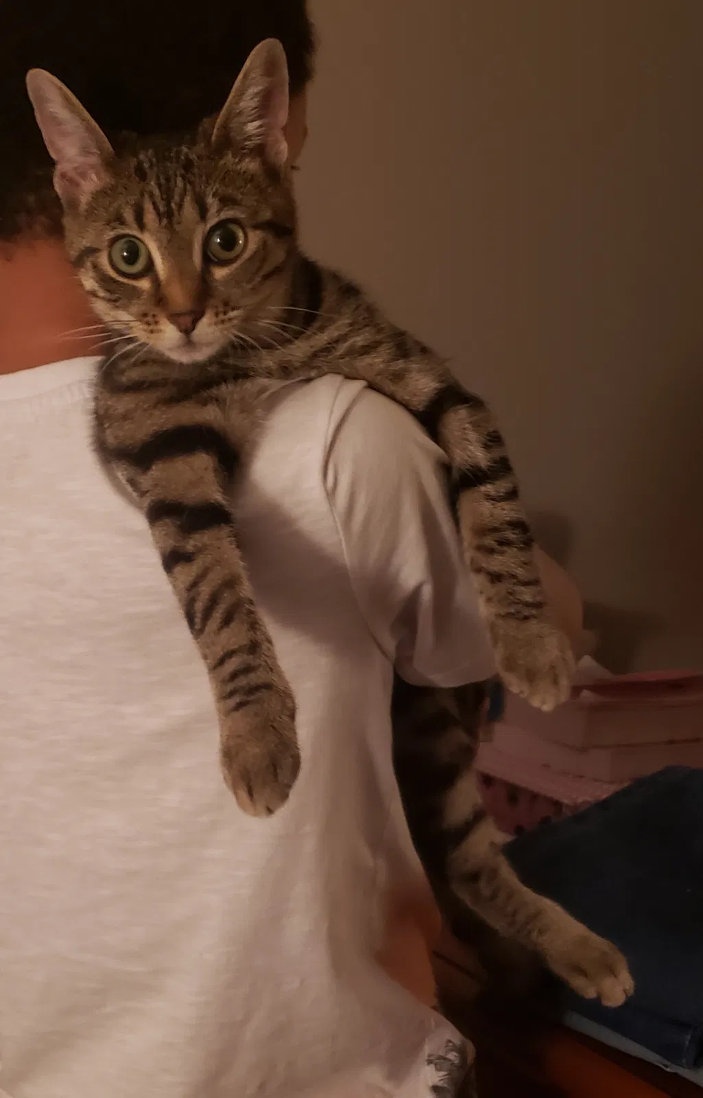Lost cat in Concord, NC, 28027