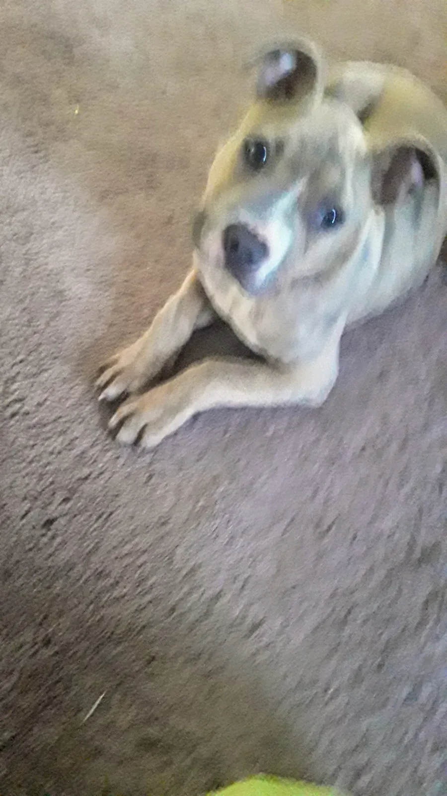 Lost dog in Portsmouth, VA, 23702