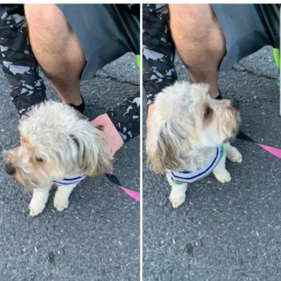 Lost dog in Allentown, PA, 18102