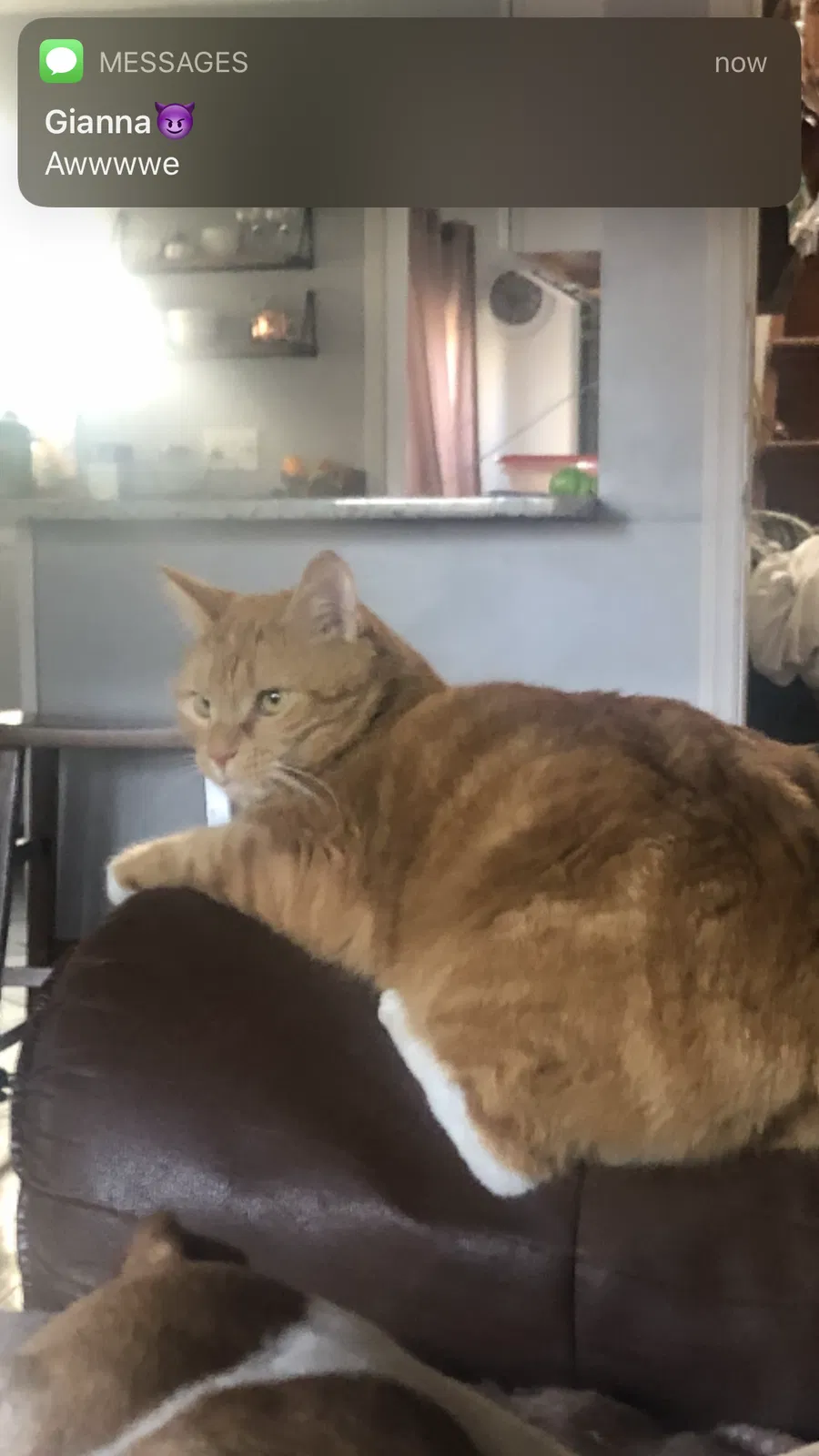 Lost cat in Rensselaer, NY, 12144