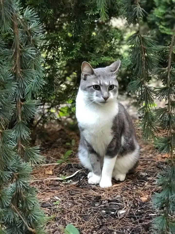 Lost cat in Oakdale, NY, 11769