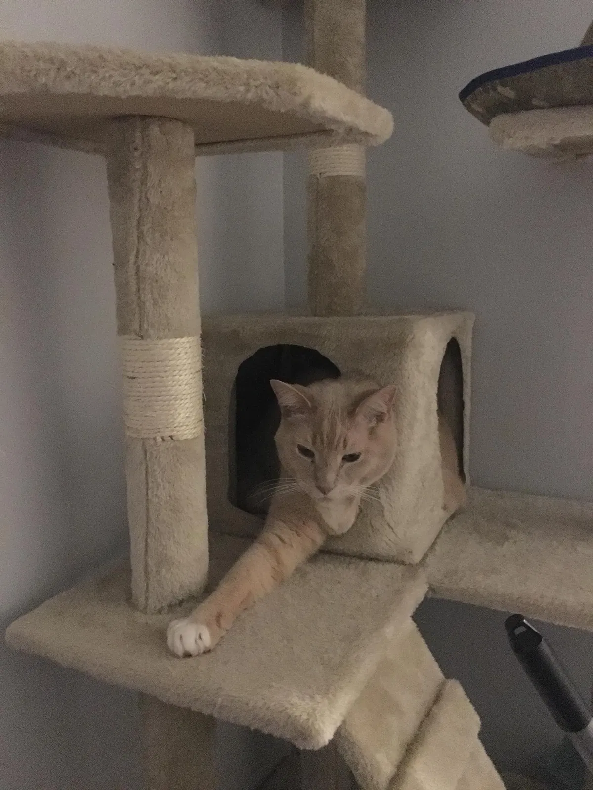 Lost cat in Satellite Beach, FL, 32937
