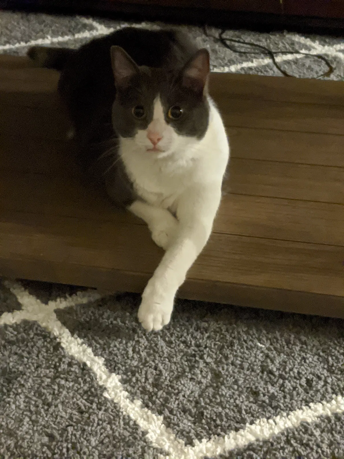 Lost cat in Greenville, SC, 29609