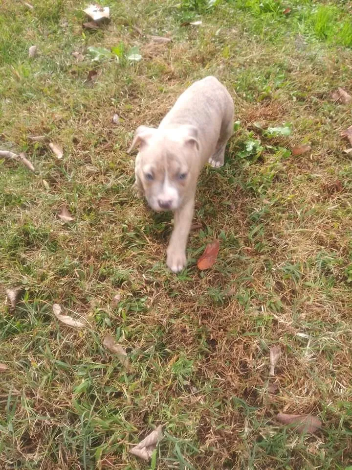 Lost dog in Portsmouth, VA, 23702