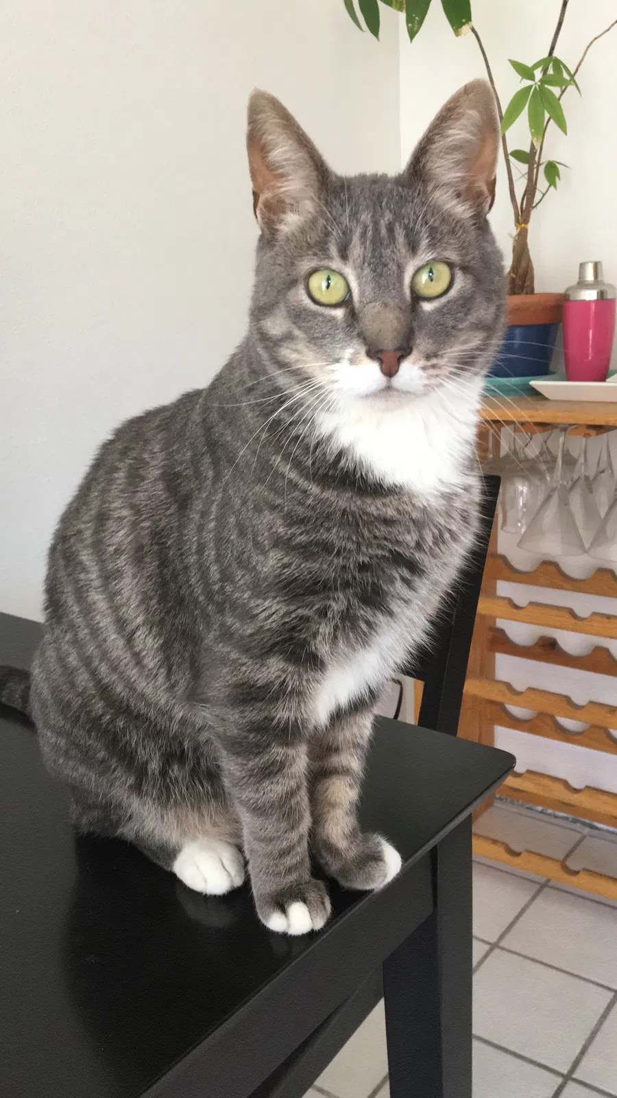 Lost cat in Lake Forest, CA, 92630