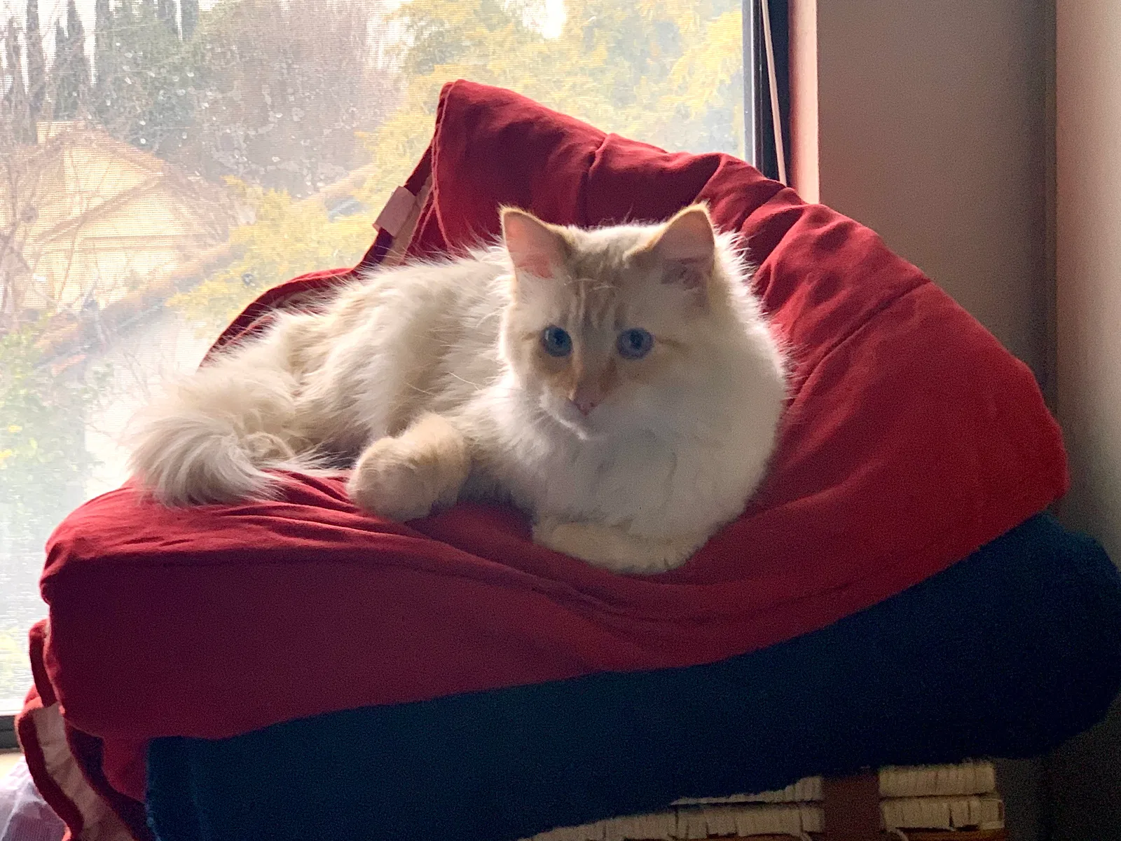 Lost cat in Fairfield, CA, 94533