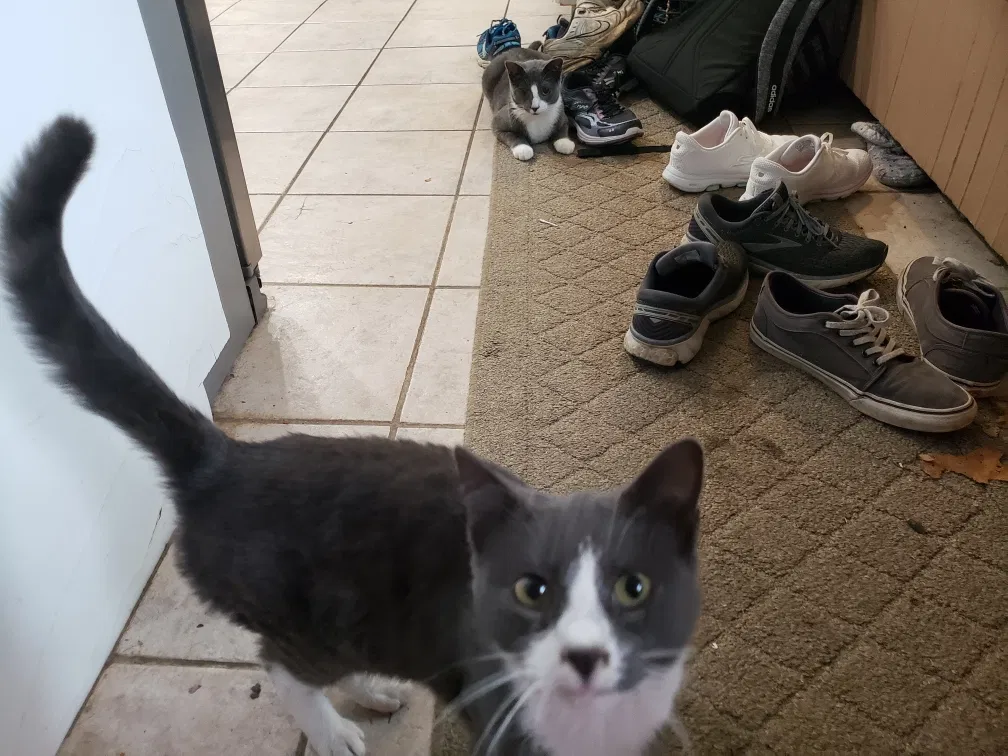 Lost cat in New City, NY, 10956