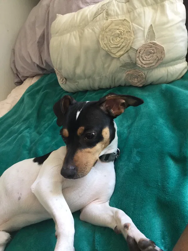 Lost dog in Algonquin, IL, 60102