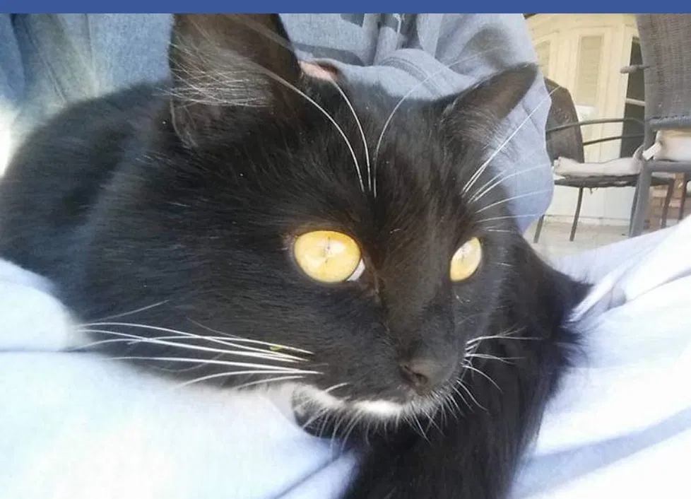 Lost cat in Cave Creek, AZ, 85331