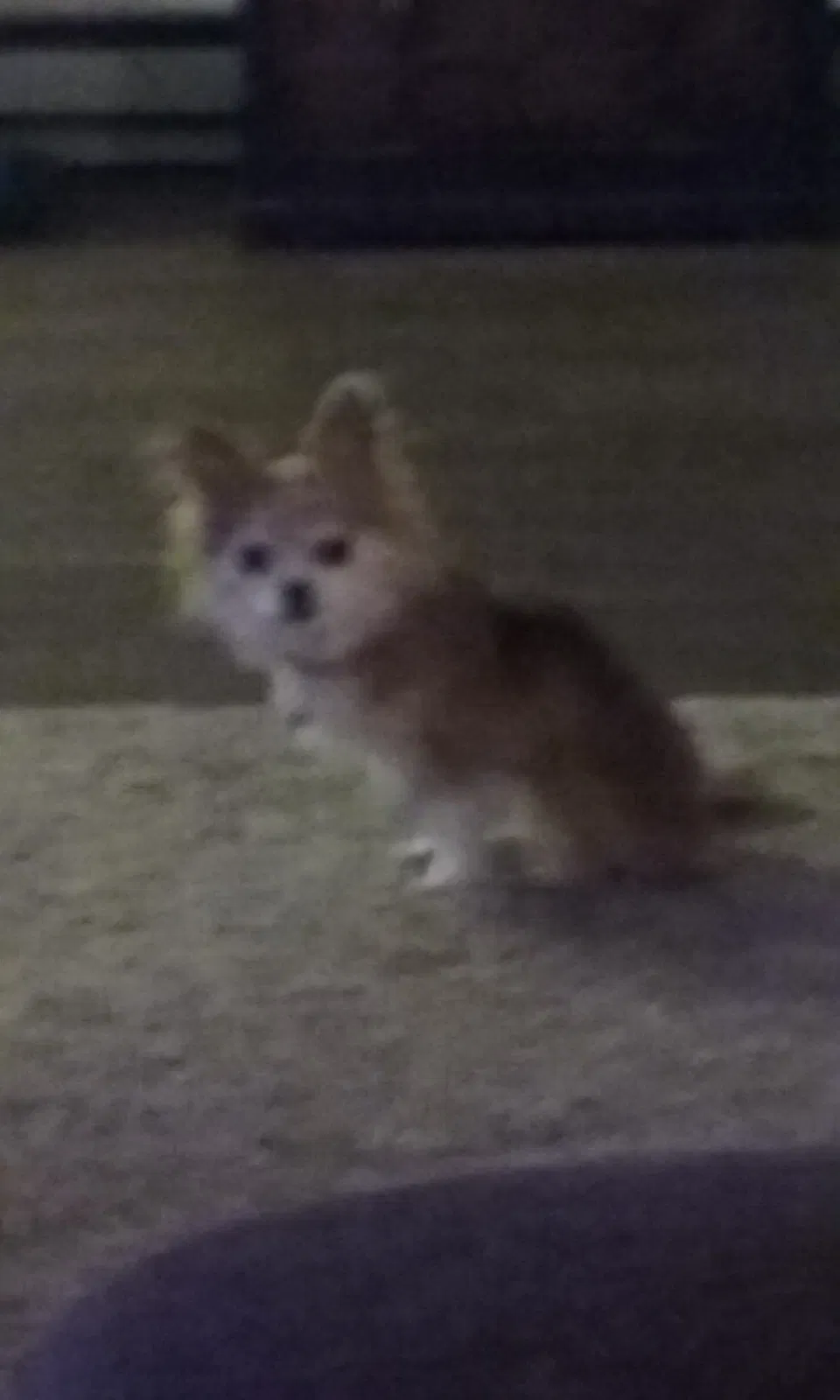 Lost dog in Spokane, WA, 99201