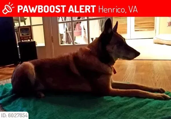 Lost dog in Henrico, VA, 23238