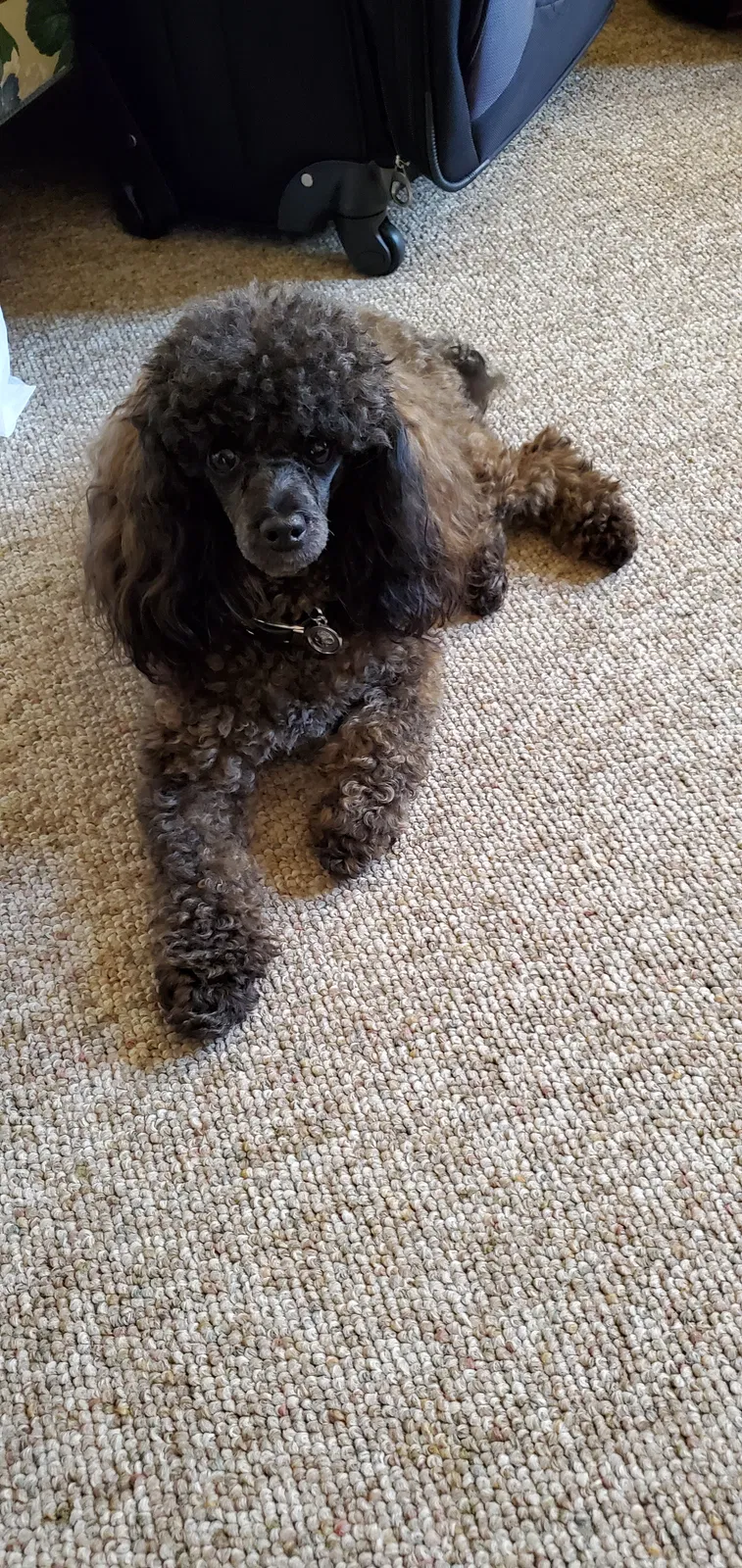 Lost dog in Winston Salem, NC, 27107