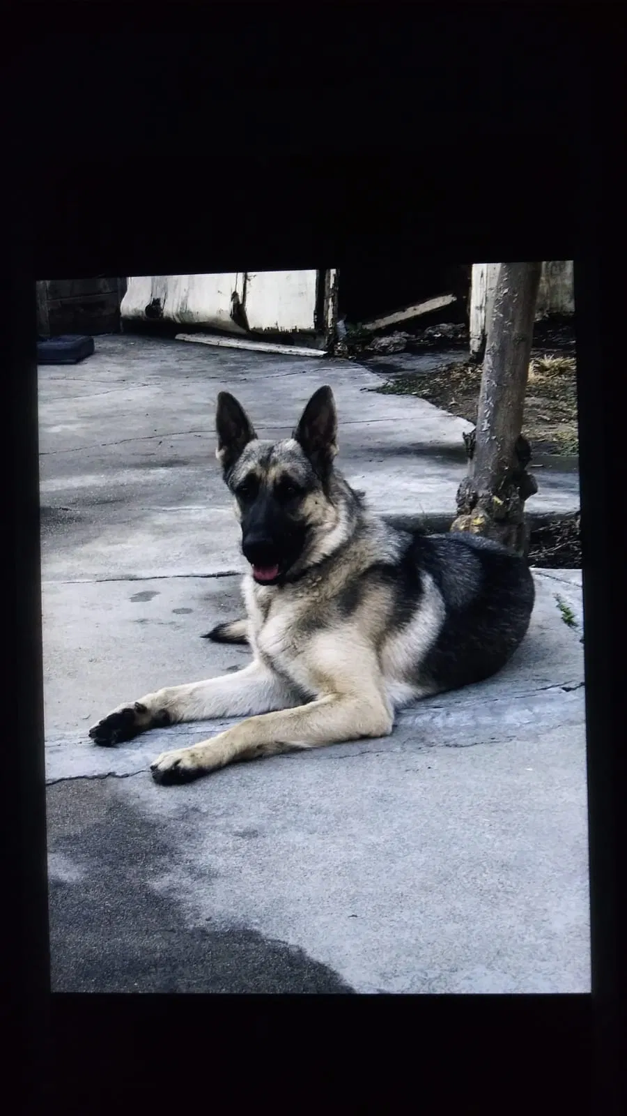 Lost dog in Stockton, CA, 95203